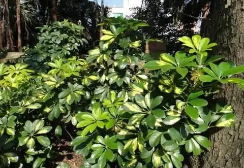 常附在其它植物生長,老農用它治風溼,城裡人卻只當它是盆栽