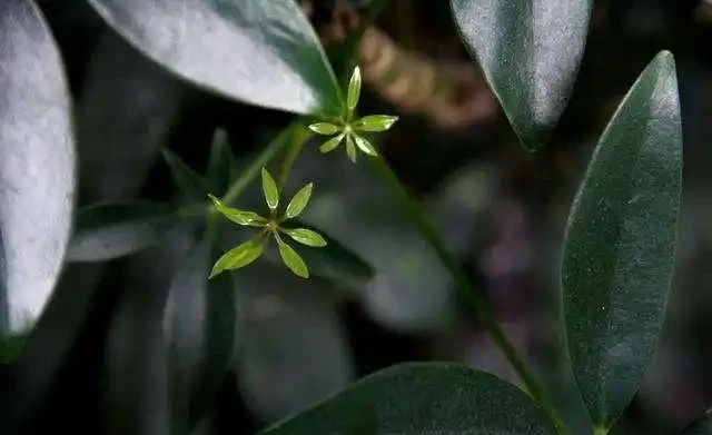 常附在其它植物生長,老農用它治風溼,城裡人卻只當它是盆栽