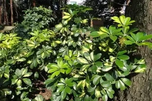 常附在其它植物生長，老農用它治風溼，城裡人卻只當它是盆栽