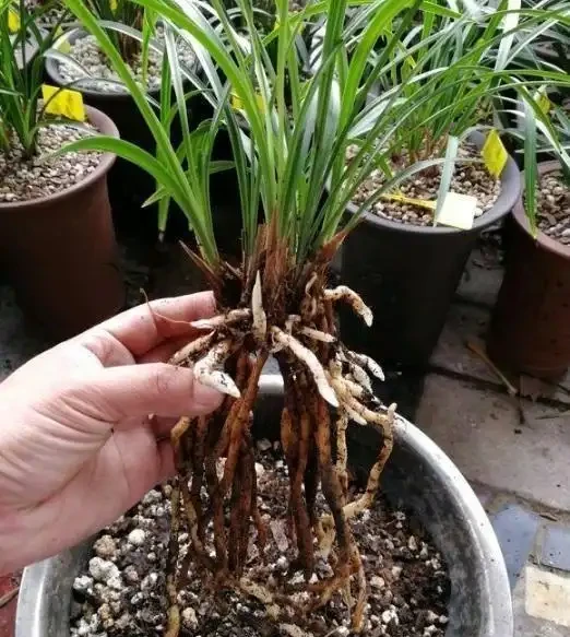 蘭花腐根怎麼補救，4招就讓蘭花起死回生，再也不怕蘭花腐根了
