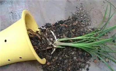 蘭花腐根怎麼補救，4招就讓蘭花起死回生，再也不怕蘭花腐根了