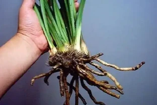 蘭花腐根怎麼補救，4招就讓蘭花起死回生，再也不怕蘭花腐根了