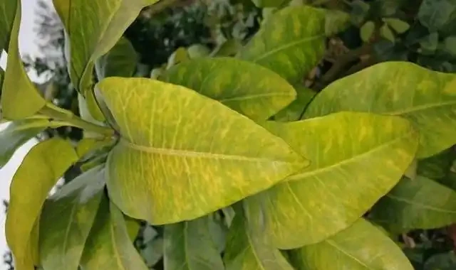 花卉「病變」有訊號,掉葉子、發黃「病因」是什麼?我們該怎麼辦