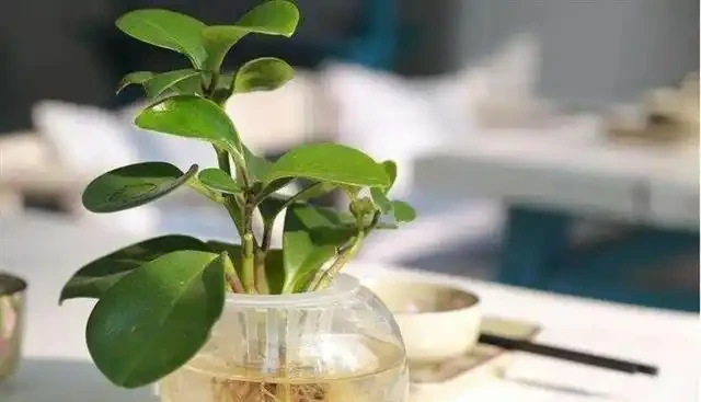 花卉「病變」有訊號,掉葉子、發黃「病因」是什麼?我們該怎麼辦