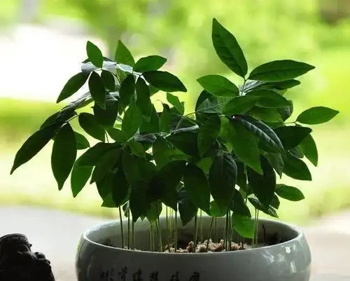 花卉「病變」有訊號,掉葉子、發黃「病因」是什麼?我們該怎麼辦
