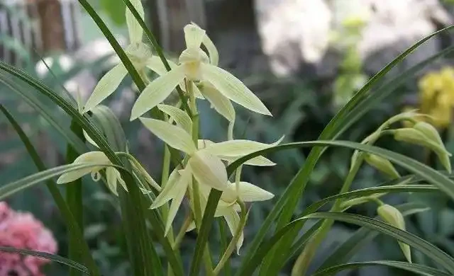 花卉「病變」有訊號,掉葉子、發黃「病因」是什麼?我們該怎麼辦