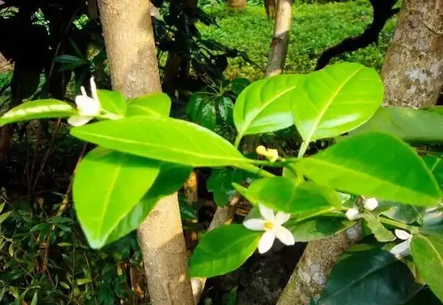 花卉「病變」有訊號,掉葉子、發黃「病因」是什麼?我們該怎麼辦