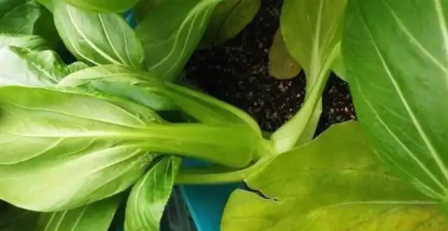 花卉「病變」有訊號,掉葉子、發黃「病因」是什麼?我們該怎麼辦