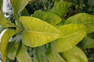 花卉「病變」有訊號，掉葉子、發黃「病因」是什麼？我們該怎麼辦