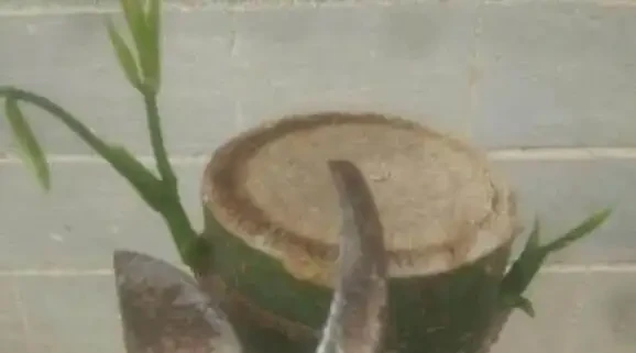 怎麼給發財樹整「造型」?打芽修剪「編辮子」,你要的風格它都有