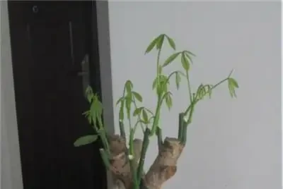 怎麼給發財樹整「造型」?打芽修剪「編辮子」,你要的風格它都有