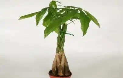 怎麼給發財樹整「造型」?打芽修剪「編辮子」,你要的風格它都有