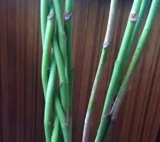 怎麼給發財樹整「造型」?打芽修剪「編辮子」,你要的風格它都有