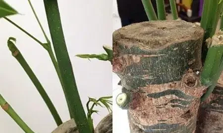 怎麼給發財樹整「造型」?打芽修剪「編辮子」,你要的風格它都有