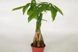 怎麼給發財樹整「造型」？打芽修剪「編辮子」，你要的風格它都有
