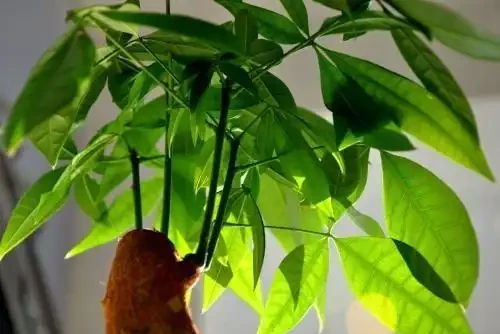 發財樹葉片發黃，這4點需注意，年年不黃葉！