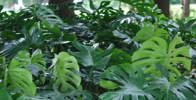 養好龜背芋很簡單,多澆「這玩意」,根系蹭蹭長,葉子綠油油!
