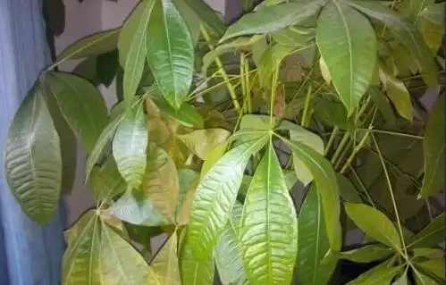 發財樹葉片發黃，這4點需注意，年年不黃葉！