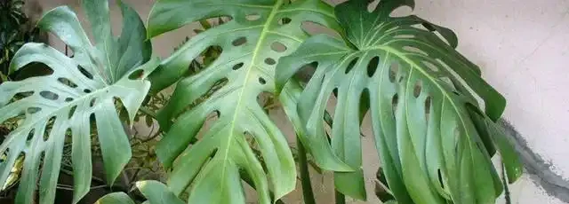 養好龜背芋很簡單,多澆「這玩意」,根系蹭蹭長,葉子綠油油!