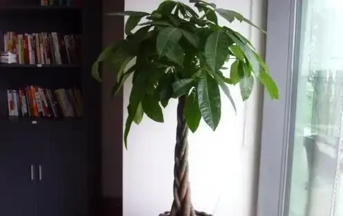 發財樹葉片發黃，這4點需注意，年年不黃葉！