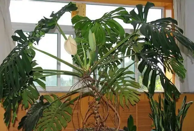 養好龜背芋很簡單,多澆「這玩意」,根系蹭蹭長,葉子綠油油!