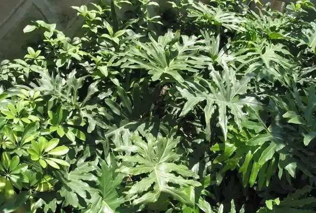 養好龜背芋很簡單,多澆「這玩意」,根系蹭蹭長,葉子綠油油!