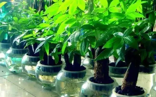 發財樹葉片發黃，這4點需注意，年年不黃葉！