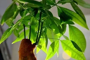 發財樹葉片發黃，這4點需注意，年年不黃葉！