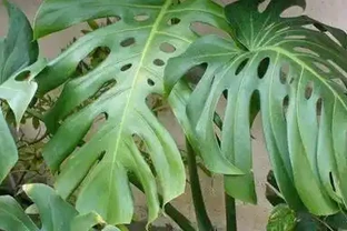 養好龜背芋很簡單，多澆「這玩意」，根系蹭蹭長，葉子綠油油！