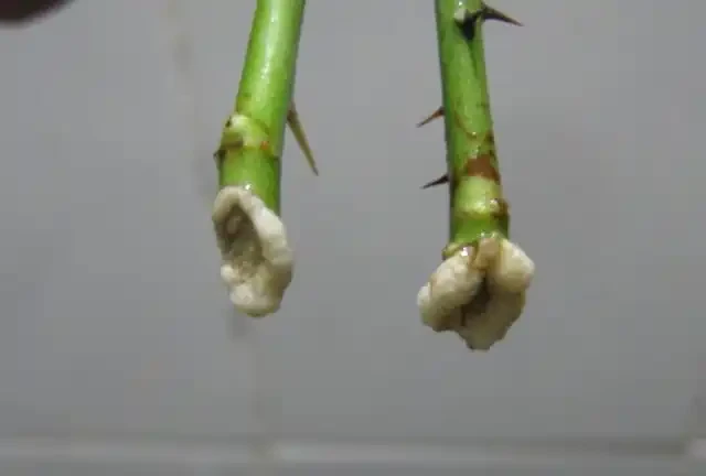 插枝玫瑰