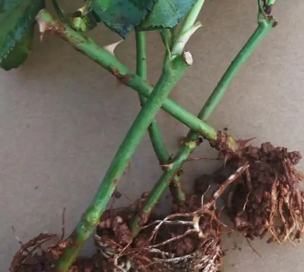 插枝玫瑰