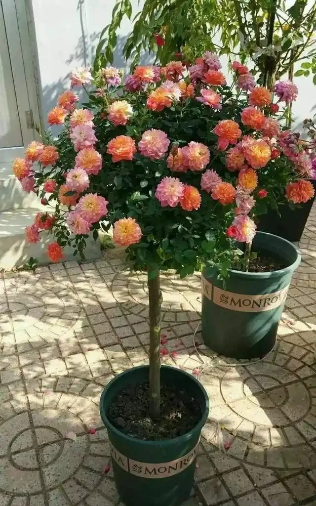 玫瑰