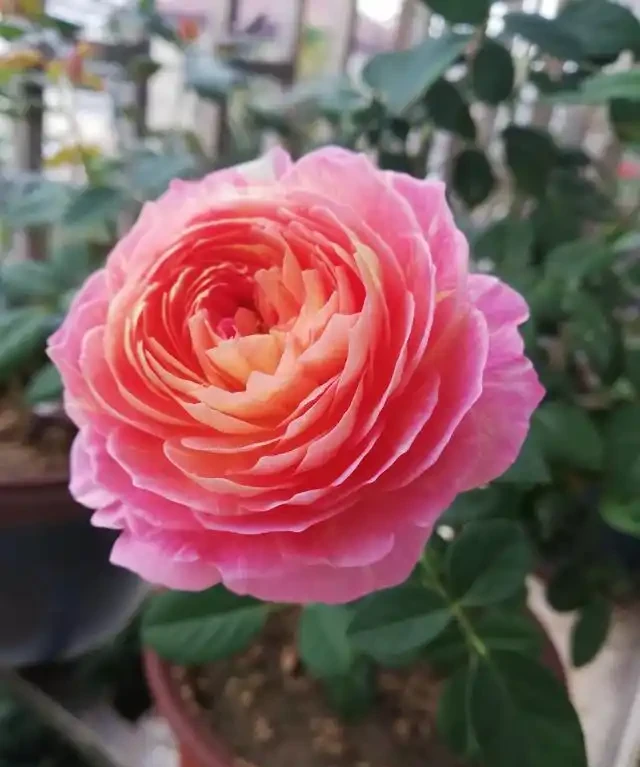 插枝玫瑰