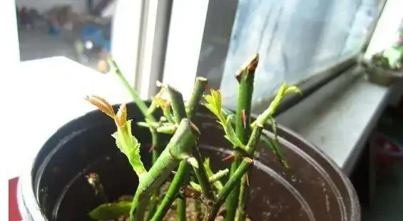 插枝玫瑰