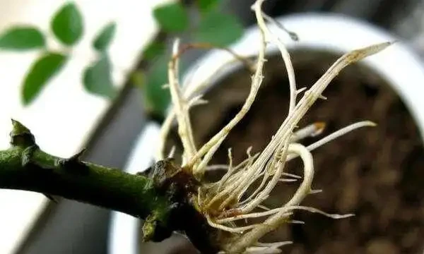 插枝玫瑰