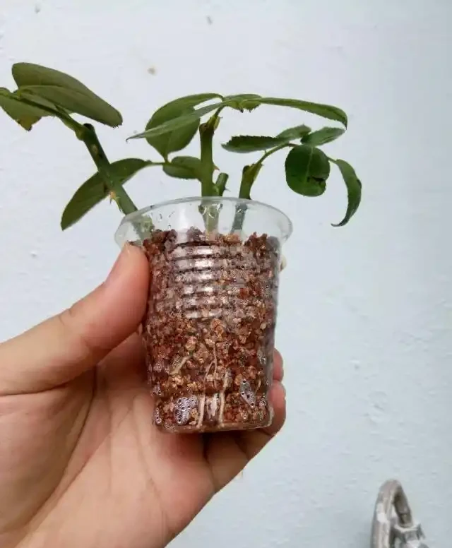 插枝玫瑰
