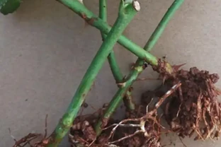 插枝玫瑰，只發芽不長根，該怎麼辦？