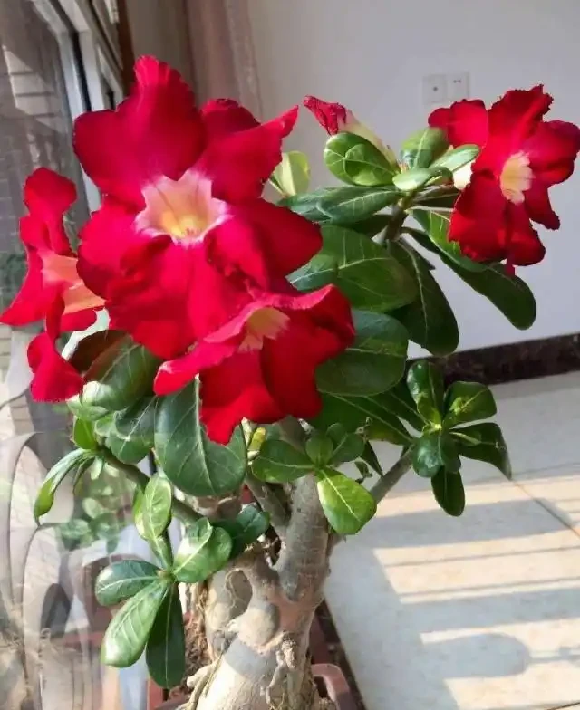 冬天沙漠玫瑰掉花苞的三個主要原因,第三個最常見!