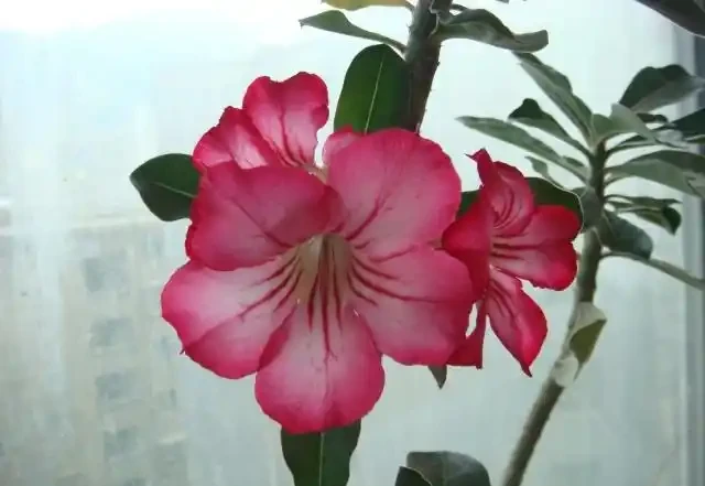 冬天沙漠玫瑰掉花苞的三個主要原因,第三個最常見!