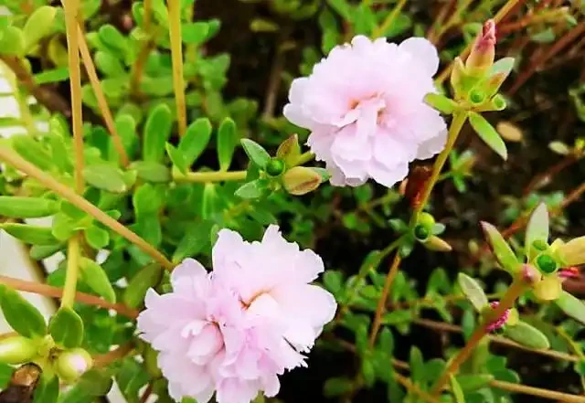 這種花很奇特,晚上花瓣閉合,白天見了太陽才肯開,真逗!