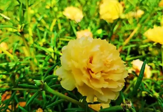 這種花很奇特,晚上花瓣閉合,白天見了太陽才肯開,真逗!
