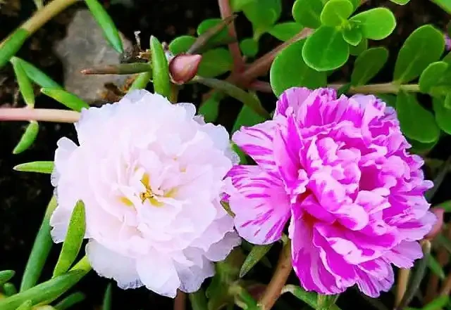 這種花很奇特,晚上花瓣閉合,白天見了太陽才肯開,真逗!
