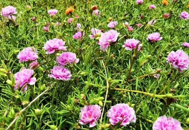 這種花很奇特,晚上花瓣閉合,白天見了太陽才肯開,真逗!
