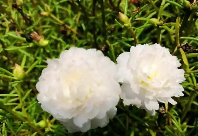 這種花很奇特,晚上花瓣閉合,白天見了太陽才肯開,真逗!