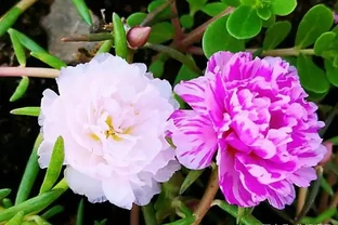 這種花很奇特，晚上花瓣閉合，白天見了太陽才肯開，真逗！