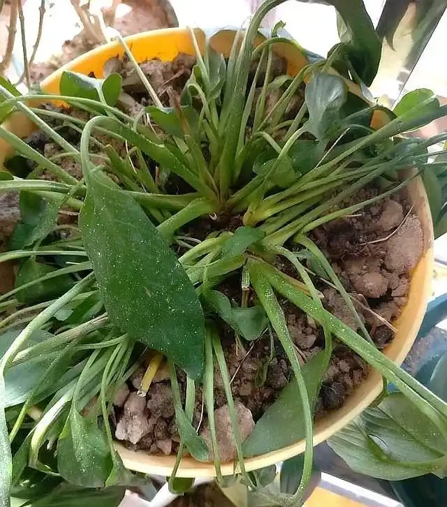 家裡養白鶴芋，葉子打彎下垂，發現這樣做，才能恢復生長和開花