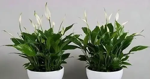 家裡養白鶴芋，葉子打彎下垂，發現這樣做，才能恢復生長和開花
