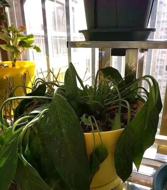 家裡養白鶴芋，葉子打彎下垂，發現這樣做，才能恢復生長和開花