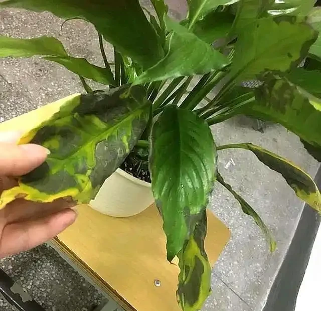 家裡養白鶴芋，葉子打彎下垂，發現這樣做，才能恢復生長和開花