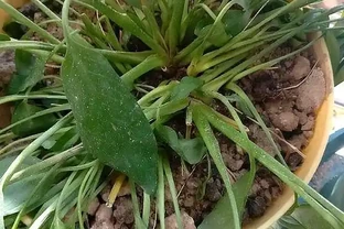 家裡養白鶴芋，葉子打彎下垂，發現這樣做，才能恢復生長和開花